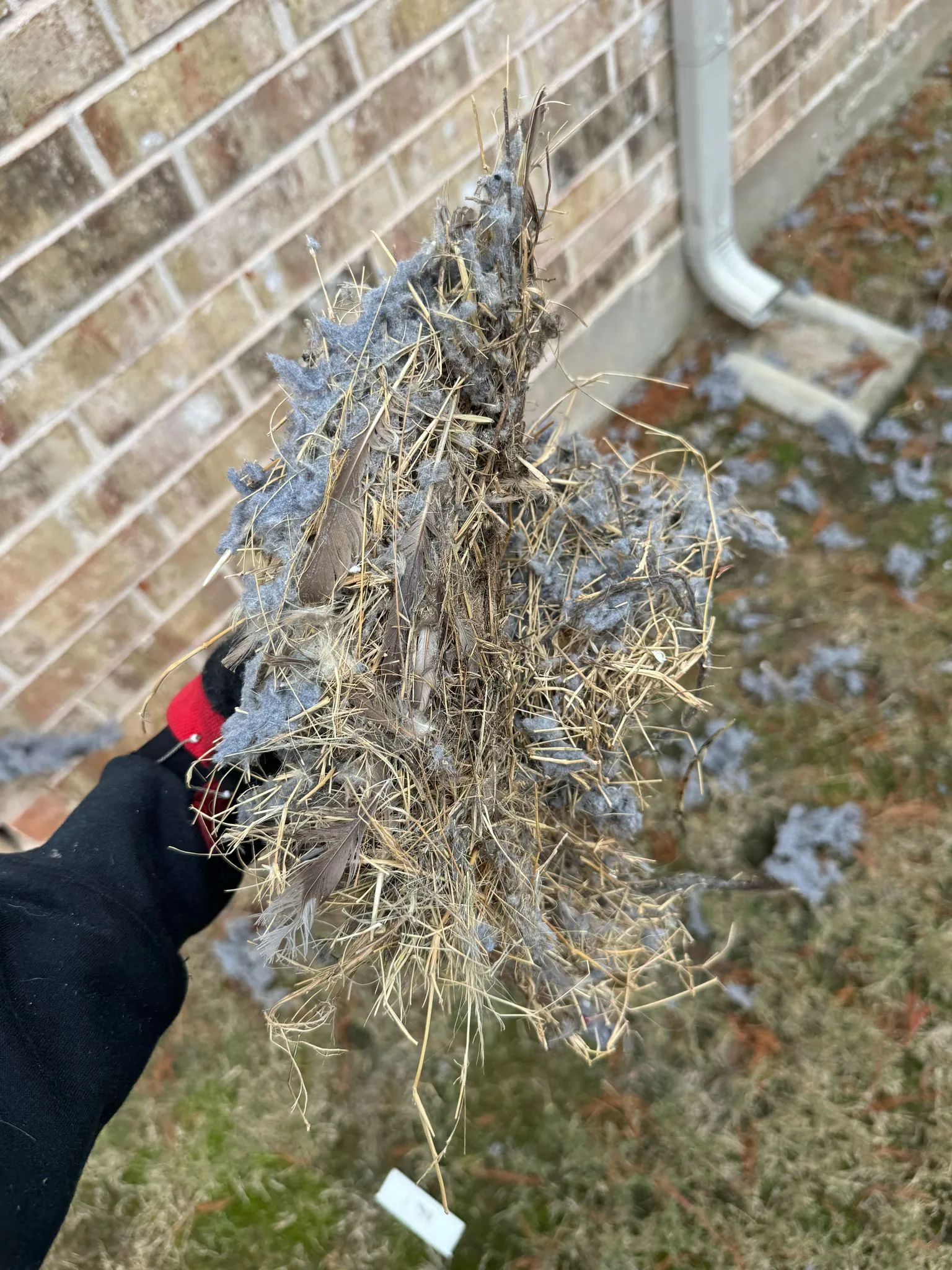 Bird & Pest Guard Installation